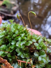 Rhizomnium pseudopunctatum