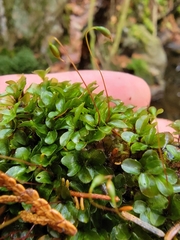 Rhizomnium pseudopunctatum