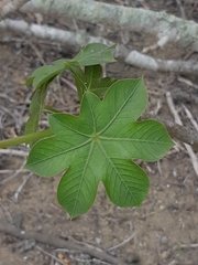 Jatropha nudicaulis