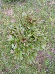 Paeonia broteri