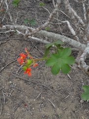 Jatropha nudicaulis