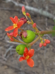 Jatropha nudicaulis