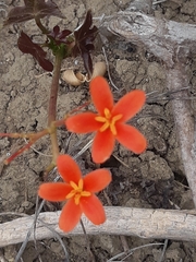 Jatropha nudicaulis