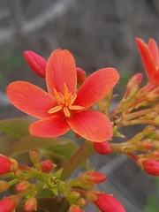 Jatropha nudicaulis