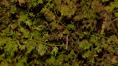 Thuidiopsis