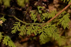 Thuidiopsis