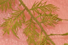 Thuidiopsis