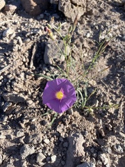 Ipomoea ternifolia leptotoma
