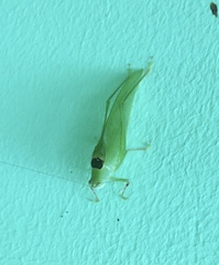 Phylloptera