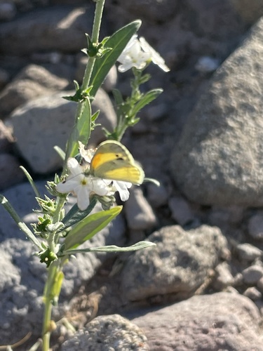 Euploca wigginsii (Euploca wigginsii)