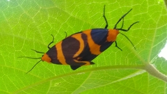 Eudesmia menea