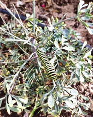 Papilio machaon