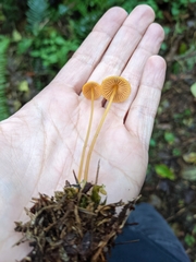 Mycena aurantiomarginata