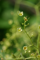 Neoalsomitra clavigera