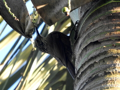 Dendrocolaptes platyrostris