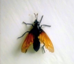 Protomydas rubidapex