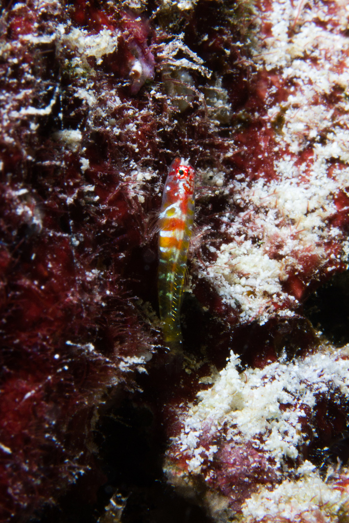 Amirante Dwarfgoby