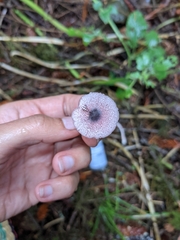 Leucoagaricus roseilividus