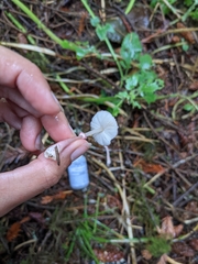 Leucoagaricus roseilividus