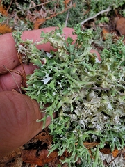 Cladonia turgida