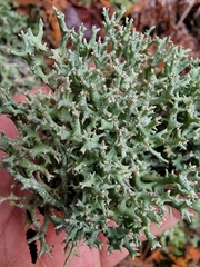 Cladonia turgida