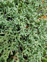 Cladonia turgida
