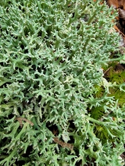 Cladonia turgida