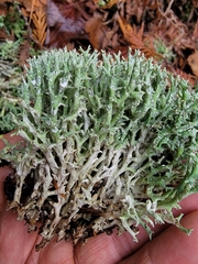 Cladonia turgida