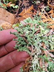 Cladonia turgida
