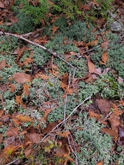 Cladonia turgida