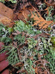 Cladonia turgida