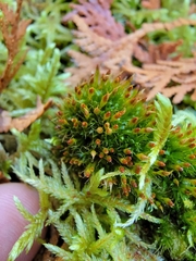 Tetraplodon angustatus