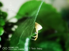 Uloborus campestratus