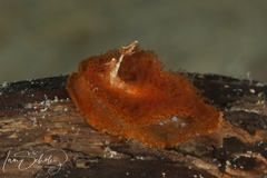 Madrella ferruginosa