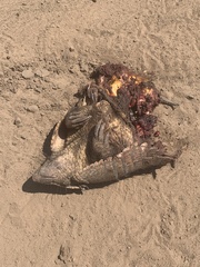 Chaetophractus villosus