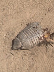 Chaetophractus villosus