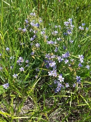 Sisyrinchium pruinosum