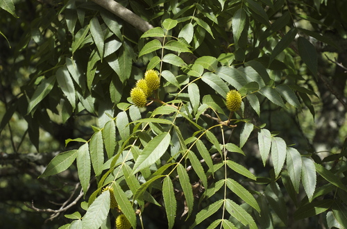 Platycarya strobilacea Siebold & Zucc.