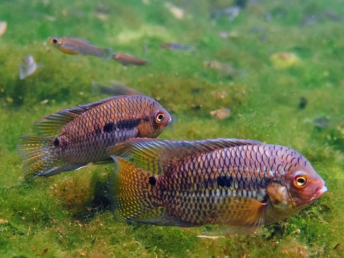 Chanchita (Cichlasoma dimerus) — Cichlidae