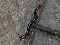 Diversibipalium andrewesi