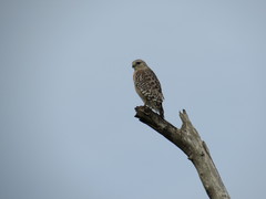 Buteo lineatus