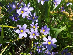 Sisyrinchium pruinosum