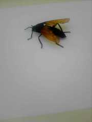 Protomydas rubidapex