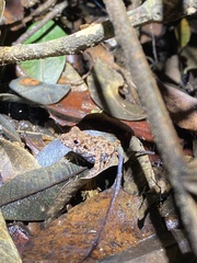 Ischnocnema verrucosa