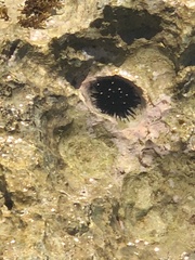 Echinometra oblonga