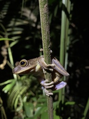 Bokermannohyla circumdata