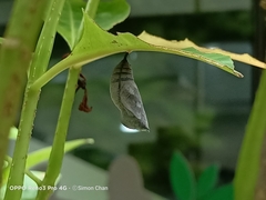 Doleschallia bisaltide