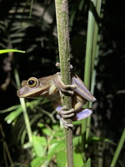 Bokermannohyla circumdata