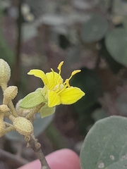 Capparicordis crotonoides