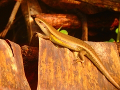 Eutropis multifasciata